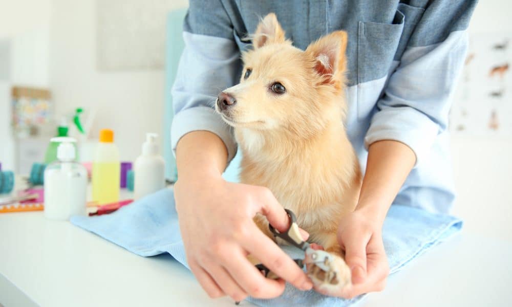 professional pet grooming session