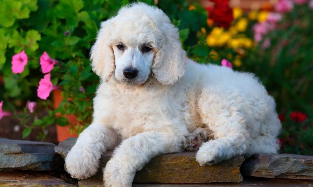 poodle puppy