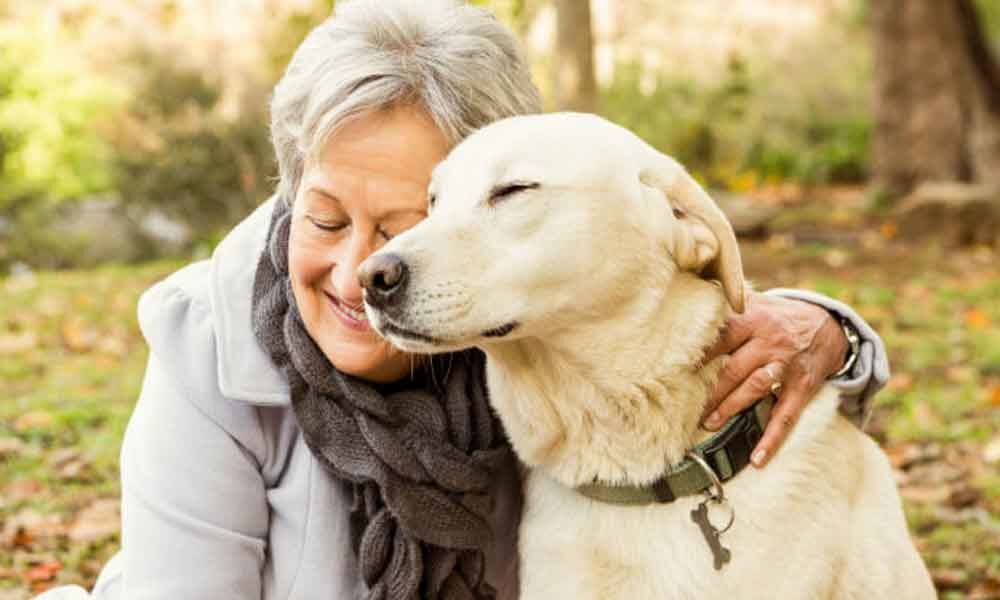 pet's overall health
